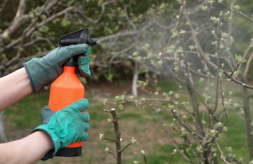 Для чего нужно делать обработку деревьев