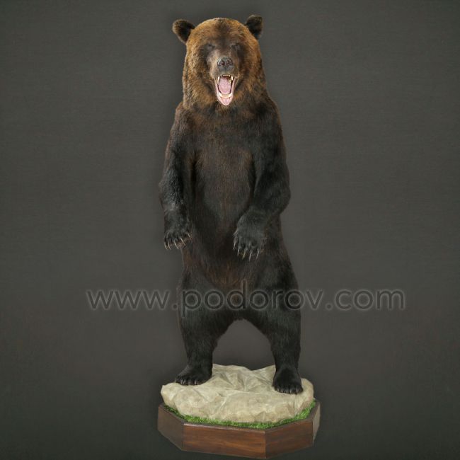 Чучела животных — украшение интерьера дома