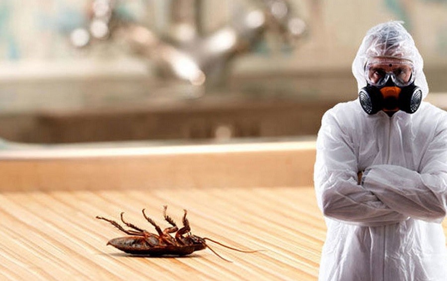 Методы обработки от тараканов