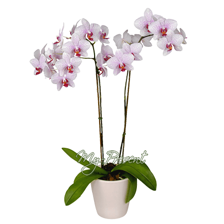 Доставка букетов по Владикавказу