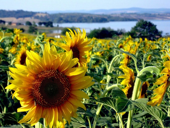 Как выгодно продать подсолнух