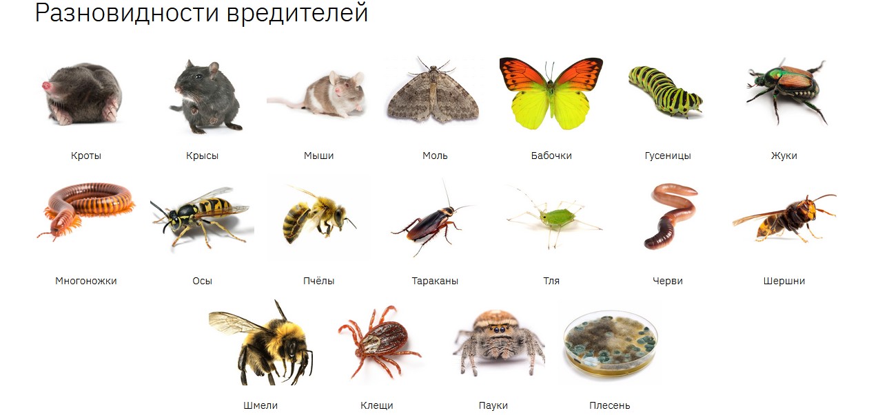 Вредители и способы борьбы с ними
