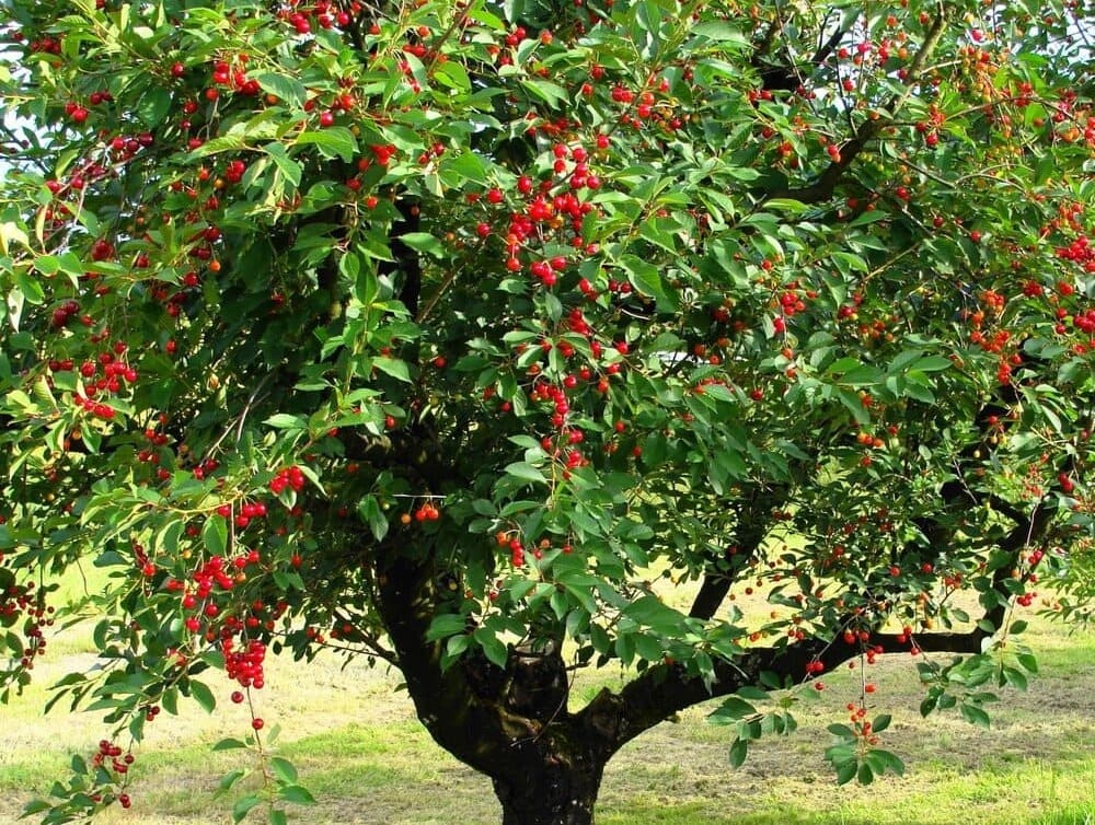 Болезни и вредители черешни