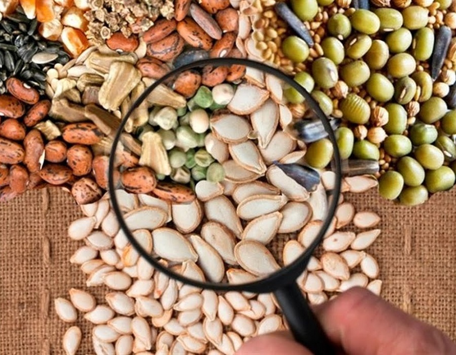 Правила выбора качественных семян