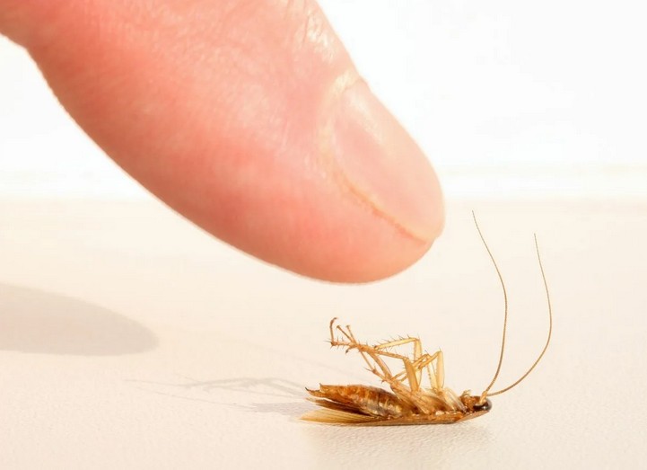 Как избавиться от тараканов