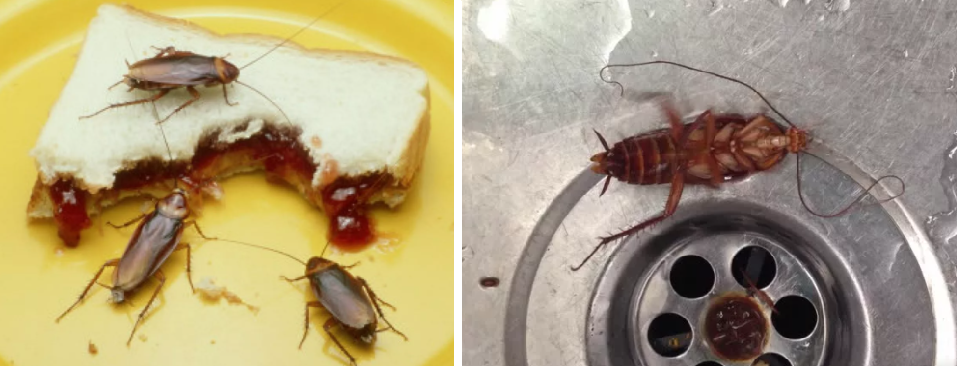 Тараканы в квартире: в чем опасность