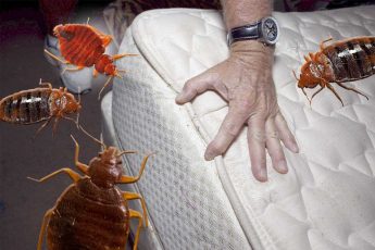 Как избавиться от клопов