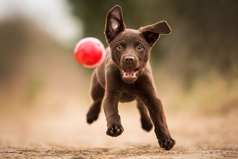 Питание собак: ингредиенты, полезные вещества, рецепты