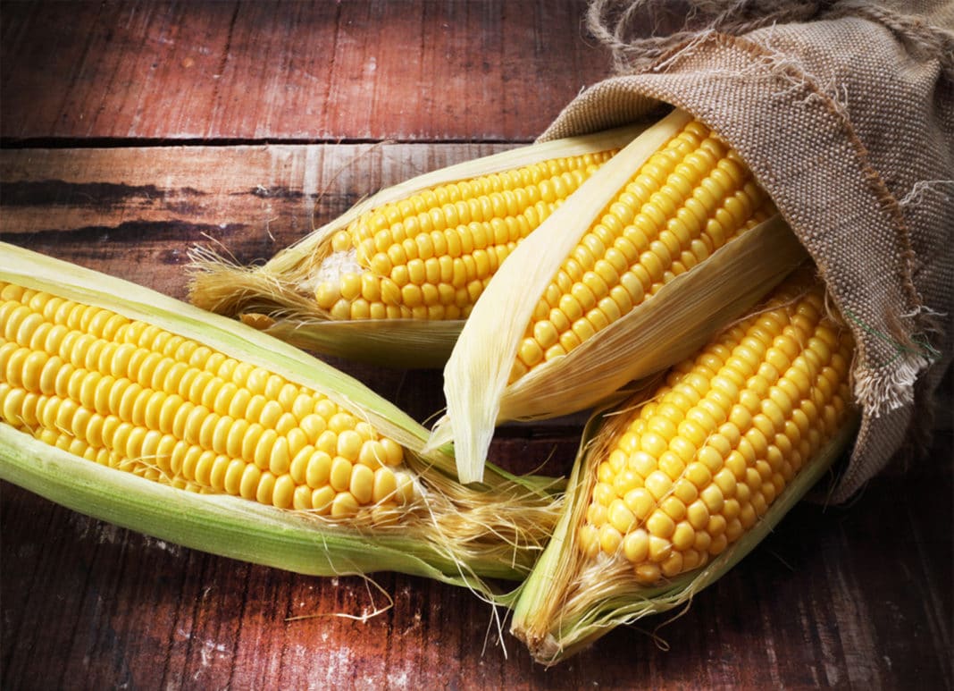 Правила хранения посевной кукурузы