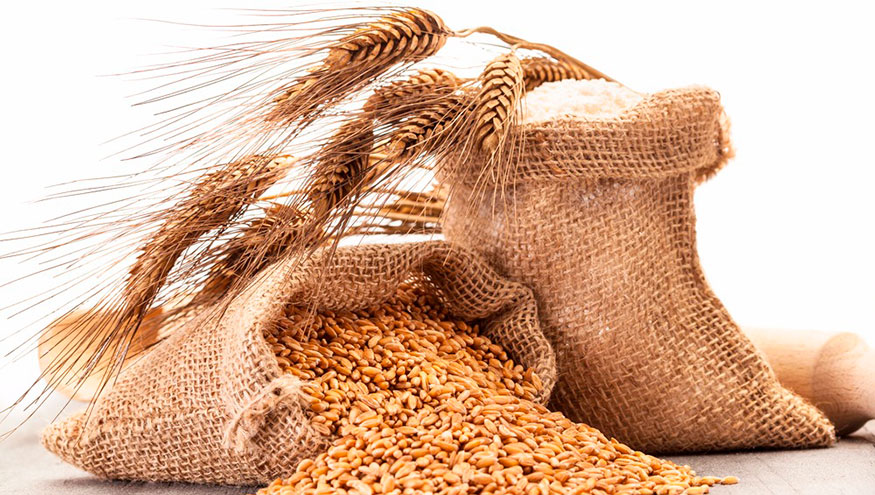 Высококачественный ячмень: ваше преимущество