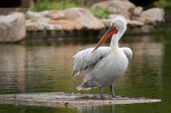 Самая большая птица в России: если вы ее увидите, будете шокированы - Hi-News.ru