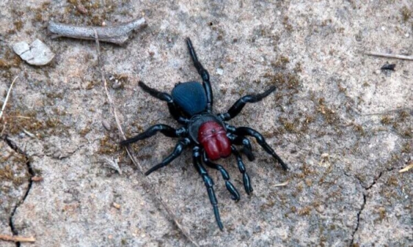 5 самых жутких пауков Австралии: вы будете в шоке от фотографий - Hi-News.ru