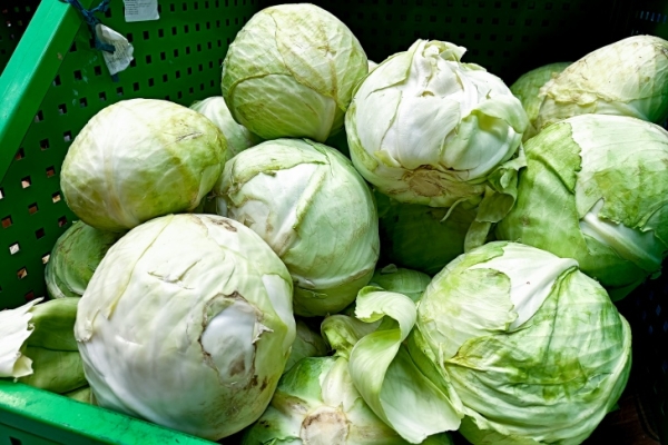 Точный срок рубки капусты осенью-2024 назвал агроном Мармулев