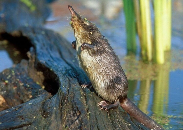 5 удивительных животных, которые живут только в России - Hi-News.ru