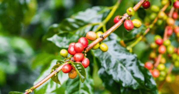 Когда на Земле впервые появилось кофе арабика - Hi-News.ru