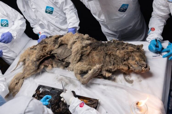 Древние волки ели людей – правда или нет? В России изучают останки возрастом 44 000 лет - Hi-News.ru