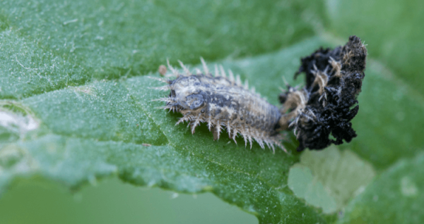Этот цветок ученые считают разумным — действительно ли у него есть интеллект? - Hi-News.ru