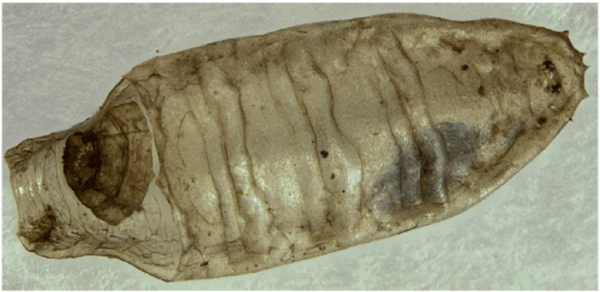 Мухи способны проникать в гробы на глубине до 2 метров, чтобы откладывать там яйца - Hi-News.ru