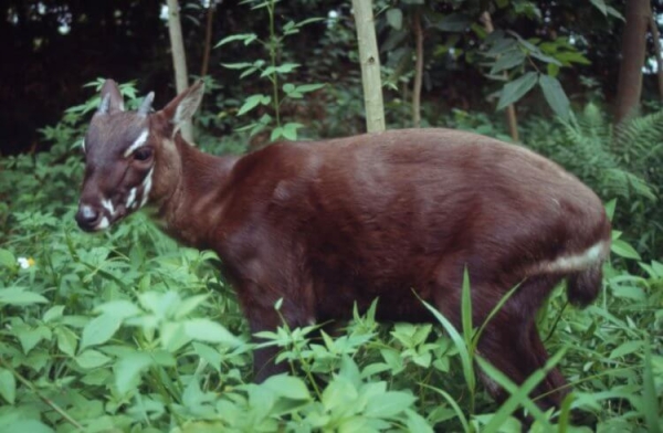 5 животных, размножение которых никто не видел вживую - Hi-News.ru