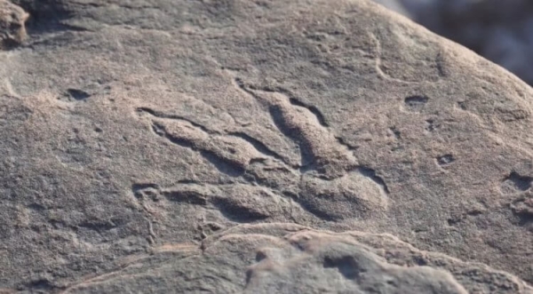 Самые быстрые динозавры за всю историю Земли - Hi-News.ru