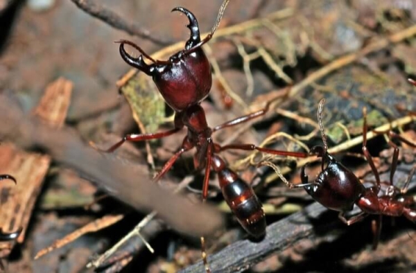 Какое животное за раз рождает до 300 миллионов детенышей? - Hi-News.ru