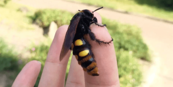 В Москве из-за жары появились два вида опасных ос — что необходимо знать? - Hi-News.ru