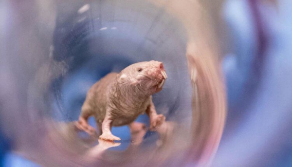 Какое животное на Земле не стареет и почему? - Hi-News.ru