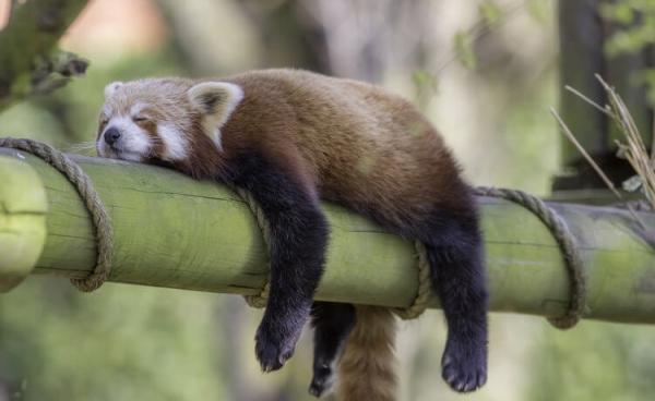 Почему в сильную жару хочется спать и как с этим бороться - Hi-News.ru