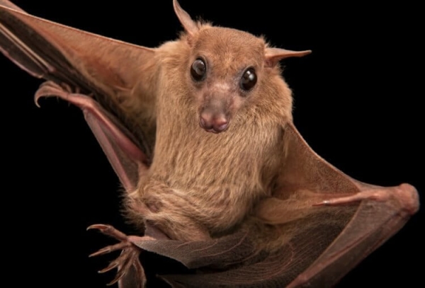 Вирус Марбург: что известно о болезни, которая может стать причиной новой эпидемии? - Hi-News.ru