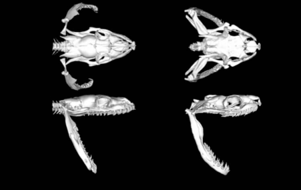 Как питоны заглатывают людей целиком и не рвутся на части - Hi-News.ru