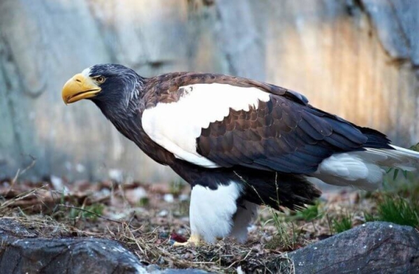 Самая большая птица в России: если вы ее увидите, будете шокированы - Hi-News.ru