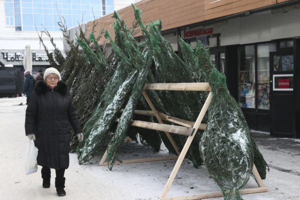 Первые елочные базары начали работать в Новосибирске – адреса и цены