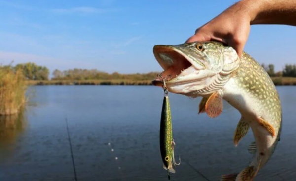 В какую погоду и время лучше ловить рыбу - Hi-News.ru