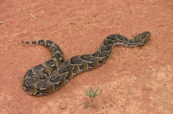 Какое животное за раз рождает до 300 миллионов детенышей? - Hi-News.ru