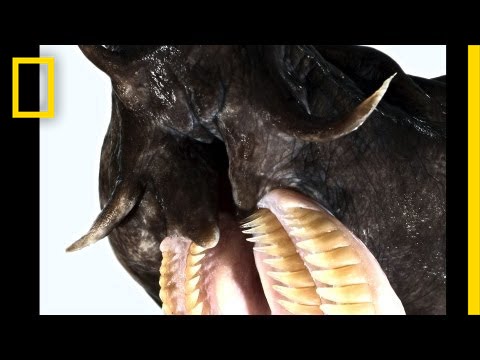 Тихоокеанская миксина — древнее глубоководное существо, которое способно задушить акулу - Hi-News.ru