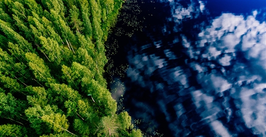 Фонд "Экология" РСХБ реализует проект по спасению лесов до конца 2024 года