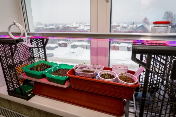 Когда и как пикировать рассаду перцев, рассказал агроном Мармулев