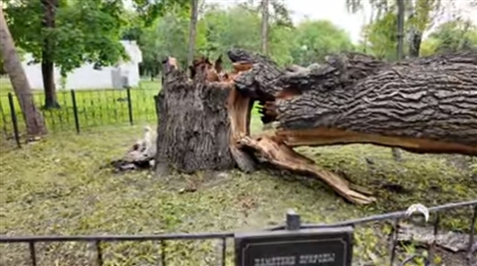 В парке Гагарина рухнул 300-летний дуб