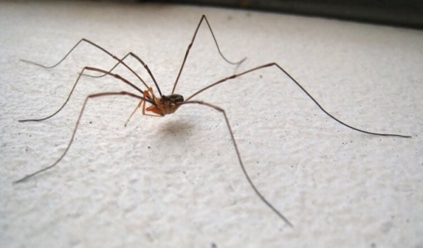 Какие виды пауков живут в квартирах России: вы их точно видели - Hi-News.ru