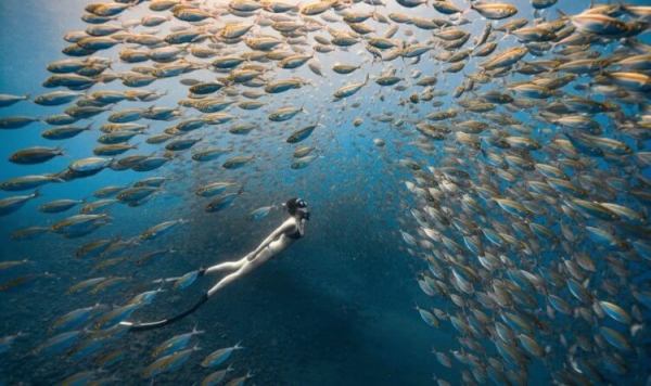 Может ли человек умереть в море с рыбами, если у него аллергия на морепродукты? - Hi-News.ru