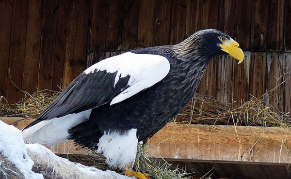 Любовь и гнезда строят птицы в Новосибирском зоопарке