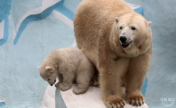 День полярного медведя отметит Новосибирский зоопарк