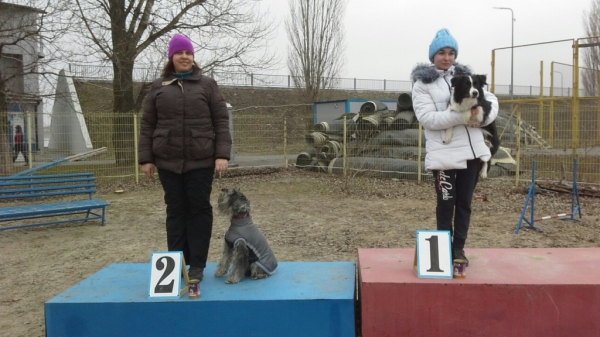 В донской столице прошел II этап Гран-При по аджилити 