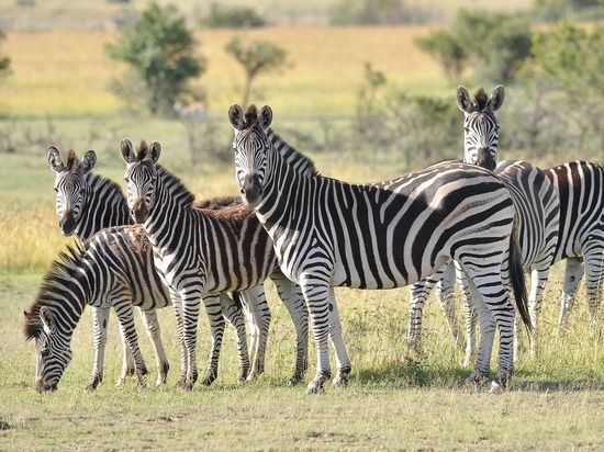 «Кони в пальто» помогли разгадать одну из тайн эволюции