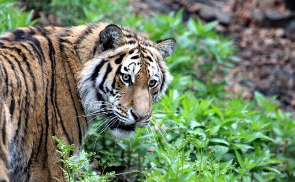 Грозных тигров рисует художник из Ордынского района