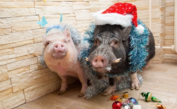 Китайский Новый год &ndash; когда начинается в 2019 году