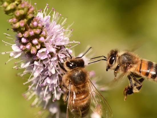 Из-за людей европейские пчелы перестают танцевать