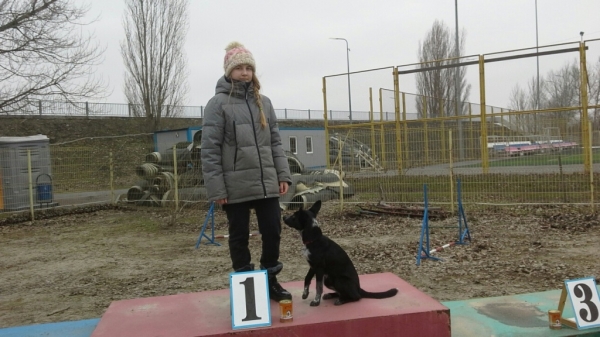 В донской столице прошли городские соревнования по аджилити