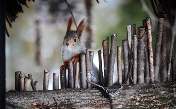 Погода 15-16 февраля в Новосибирске: плюсовые температуры