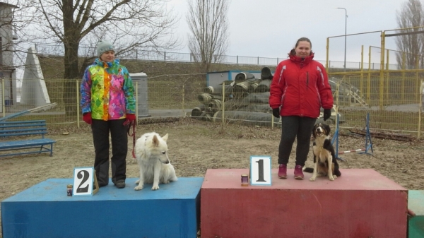 В донской столице прошел II этап Гран-При по аджилити 